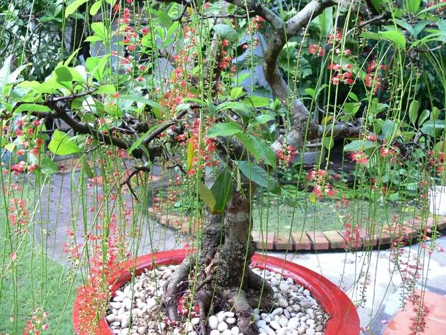 Chọn mua những cây cảnh nào cho Tết 2016 đầy tài lộc?