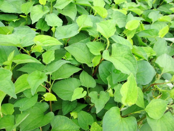 lợi ích từ rau diếp cá