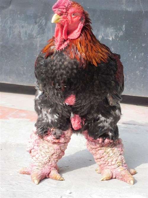 Mô tả ảnh.