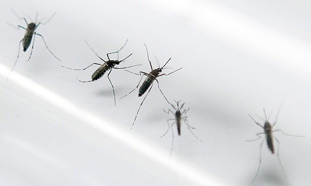 Phát hiện một ca nhiễm virus Zika tại Lào