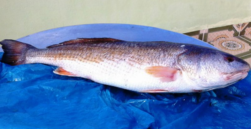 Mô tả ảnh.