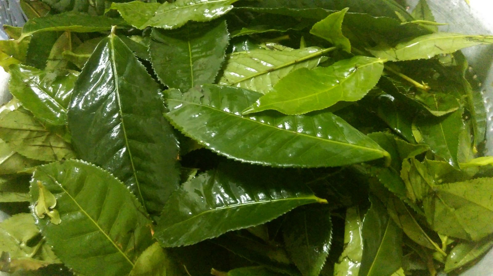 chữa hôi chân