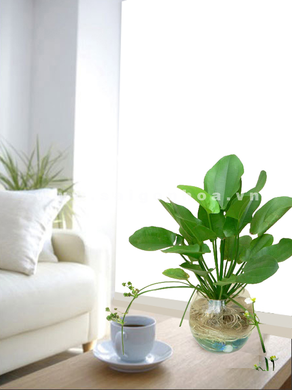 Phát tài nhờ chọn cây cảnh phù hợp với “phong thủy” bàn làm việc