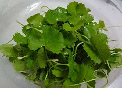 bài thuốc chữa bệnh