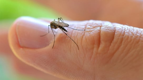 Phụ nữ nên làm gì để tránh dịch bệnh do virus Zika?