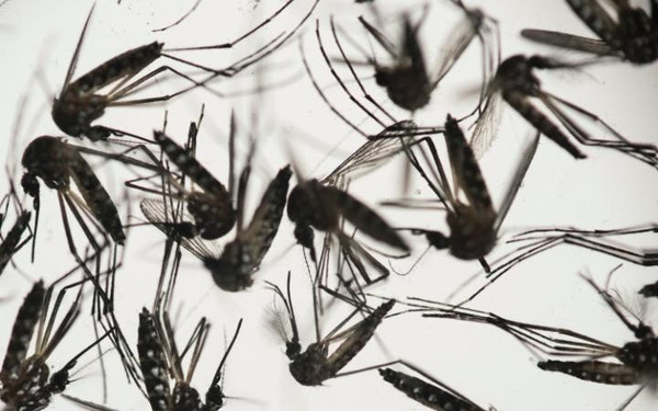 Virus Zika còn gây ra bệnh viêm não tủy cấp ở người trưởng thành