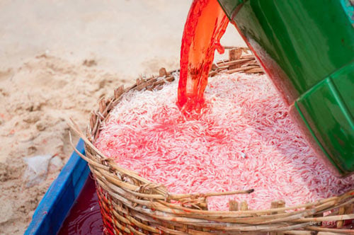 Phát hiện chất nhuộm ruốc 