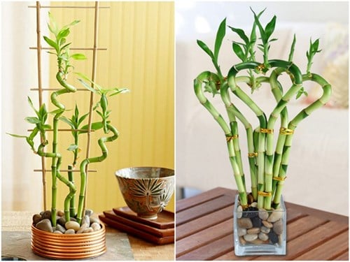 6 loại cây phong thủy giúp gia chủ “giàu lên trông thấy”