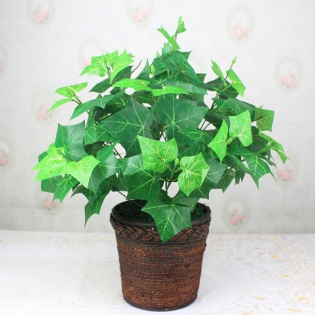 7 loài cây giúp “thanh lọc” không khí cho ngôi nhà của bạn