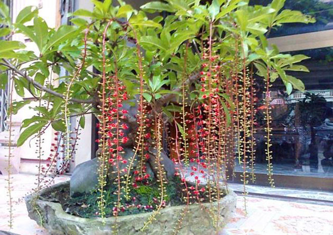 Trồng cây to cạnh nhà sẽ “hút” tài lộc, tiền vào như nước