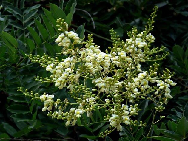 Trồng cây to cạnh nhà sẽ “hút” tài lộc, tiền vào như nước