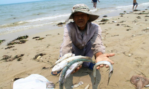 Toàn cảnh vụ cá chết hàng loạt ở miền Trung
