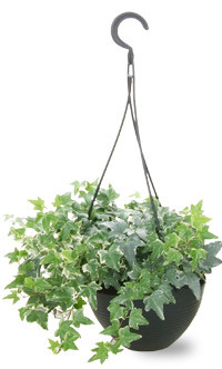 7 loại cây hút sạch bức xạ, sóng điện thoại nhất định phải trồng trong nhà