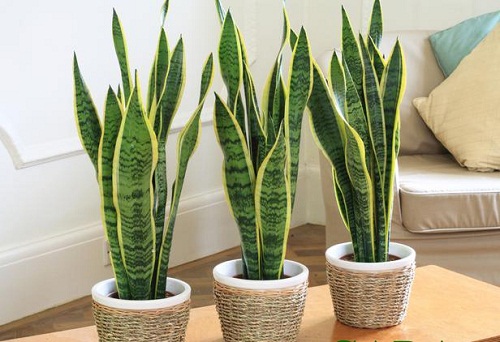 7 loại cây hút sạch bức xạ, sóng điện thoại nhất định phải trồng trong nhà