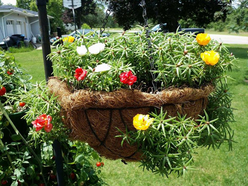 Bí quyết trồng và chăm hoa mười giờ nở đẹp, sai hoa
