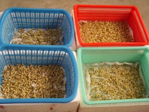 Cách trồng rau mầm bằng giấy ăn