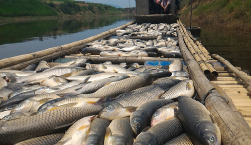 Mô tả ảnh.