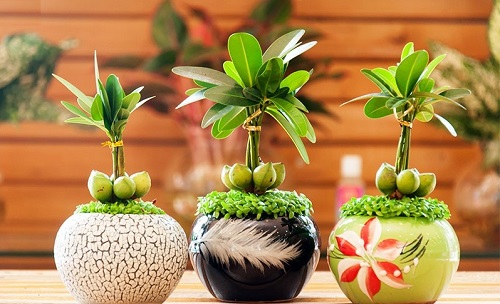 Mô tả ảnh.