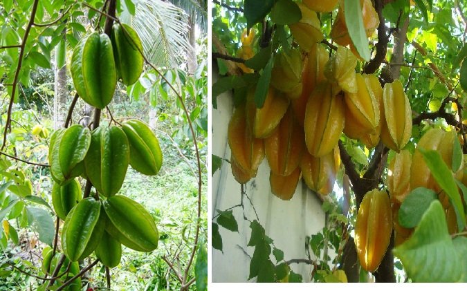 Mô tả ảnh.