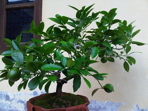 Kỹ thuật trồng cây chanh trên ban công nhà bạn
