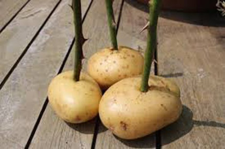 Mô tả ảnh.