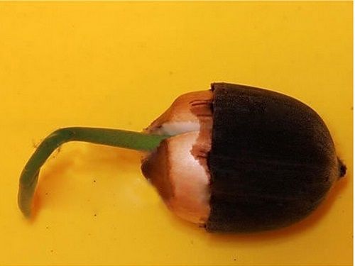 Những mầm xanh tươi non bắt đầu nhú ra dài hơn từ những hạt giống chắc khỏe.