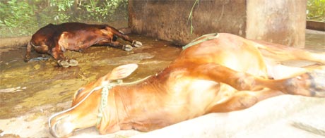 Nguy cơ bùng phát trở lại dịch lở mồm long móng