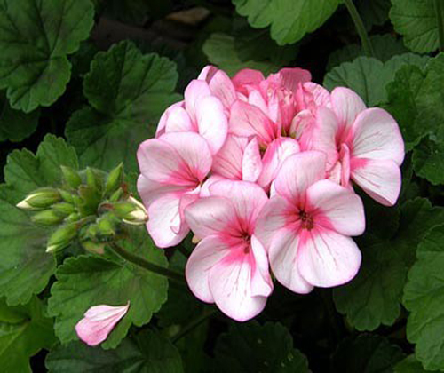 Mô tả ảnh.