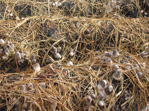 Mô tả ảnh.