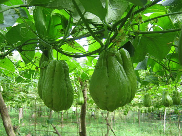 Mô tả ảnh.