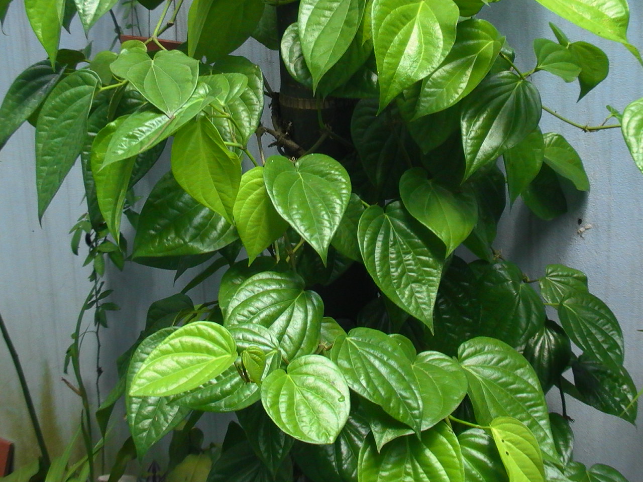 ngứa vùng kín