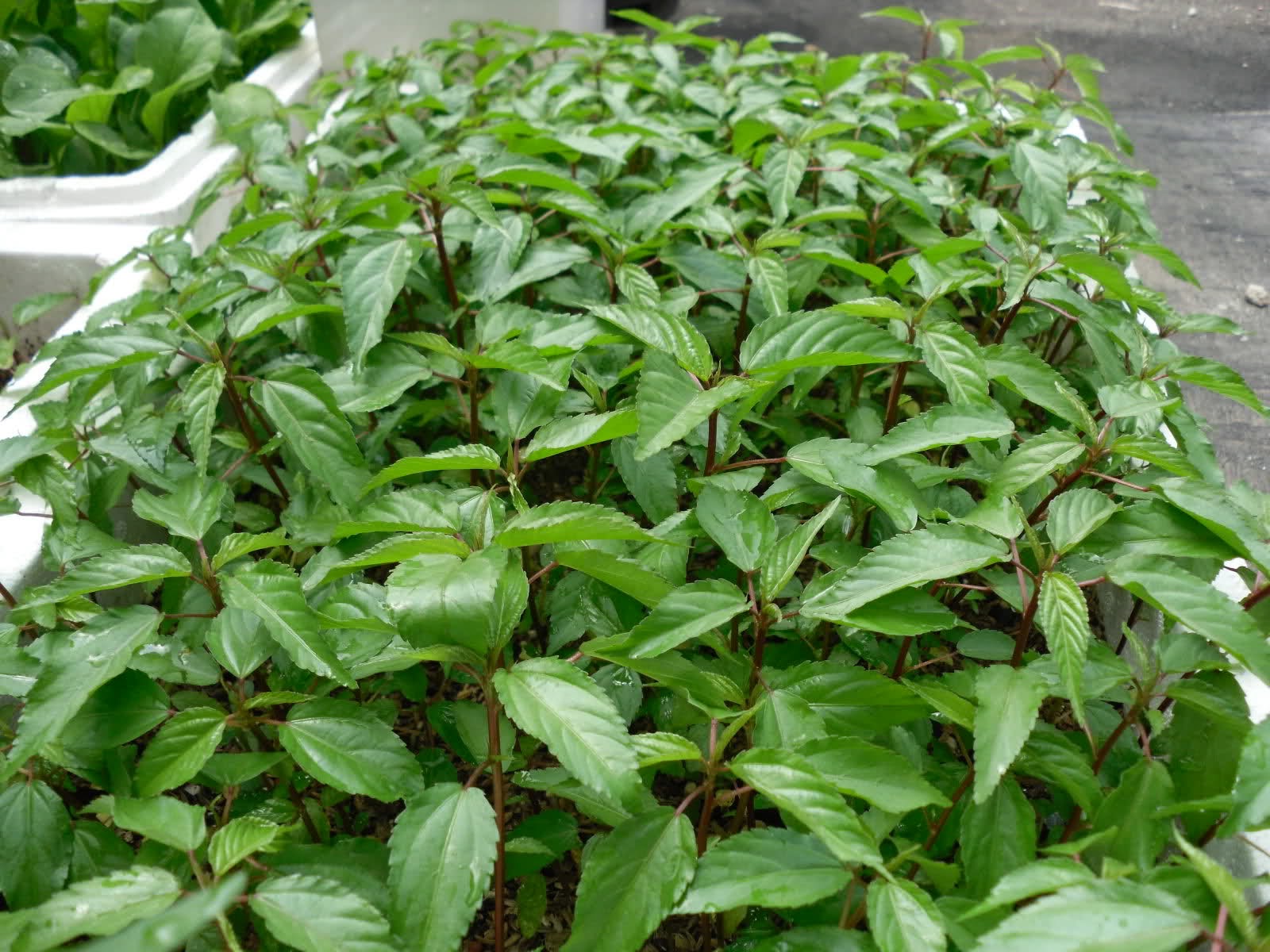 Mô tả ảnh.