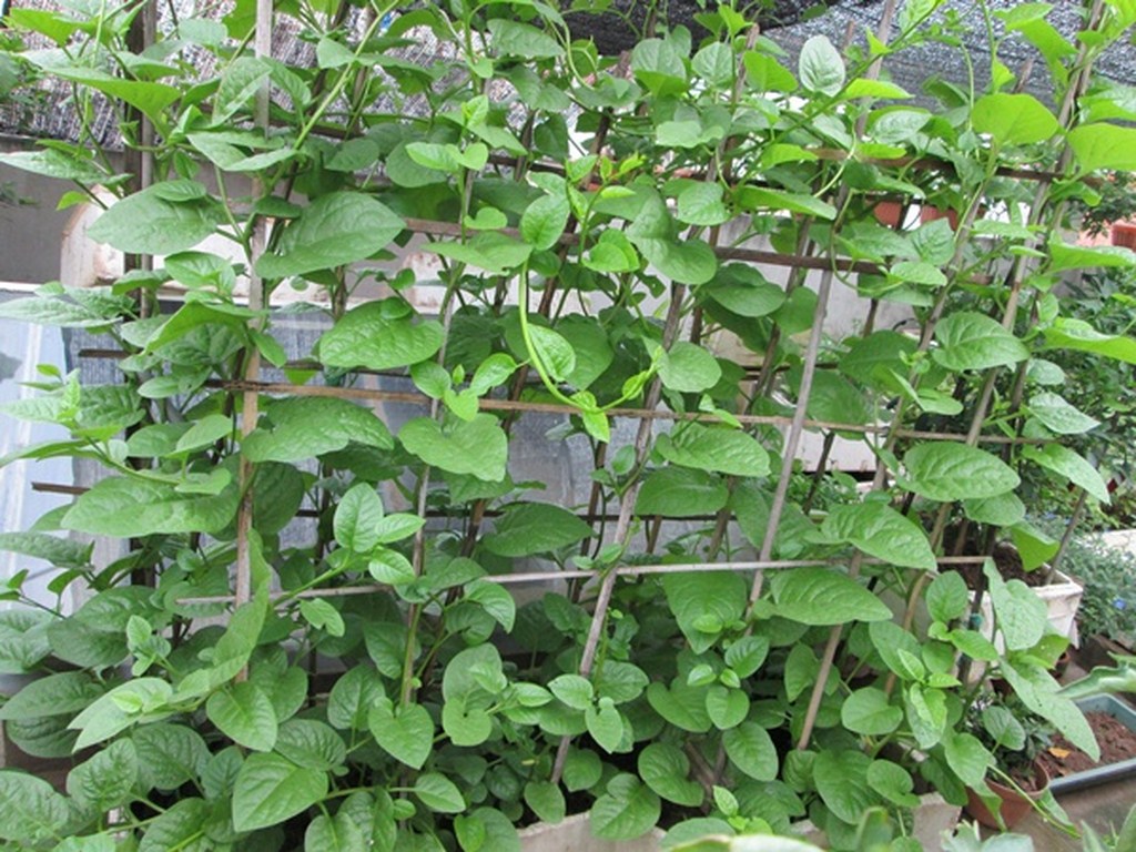 Mô tả ảnh.