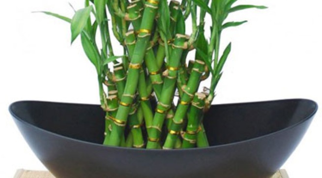 Mô tả ảnh.