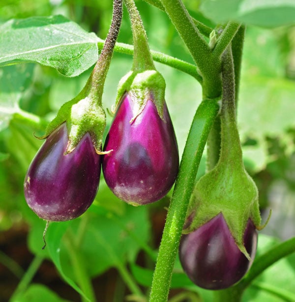 Mô tả ảnh.