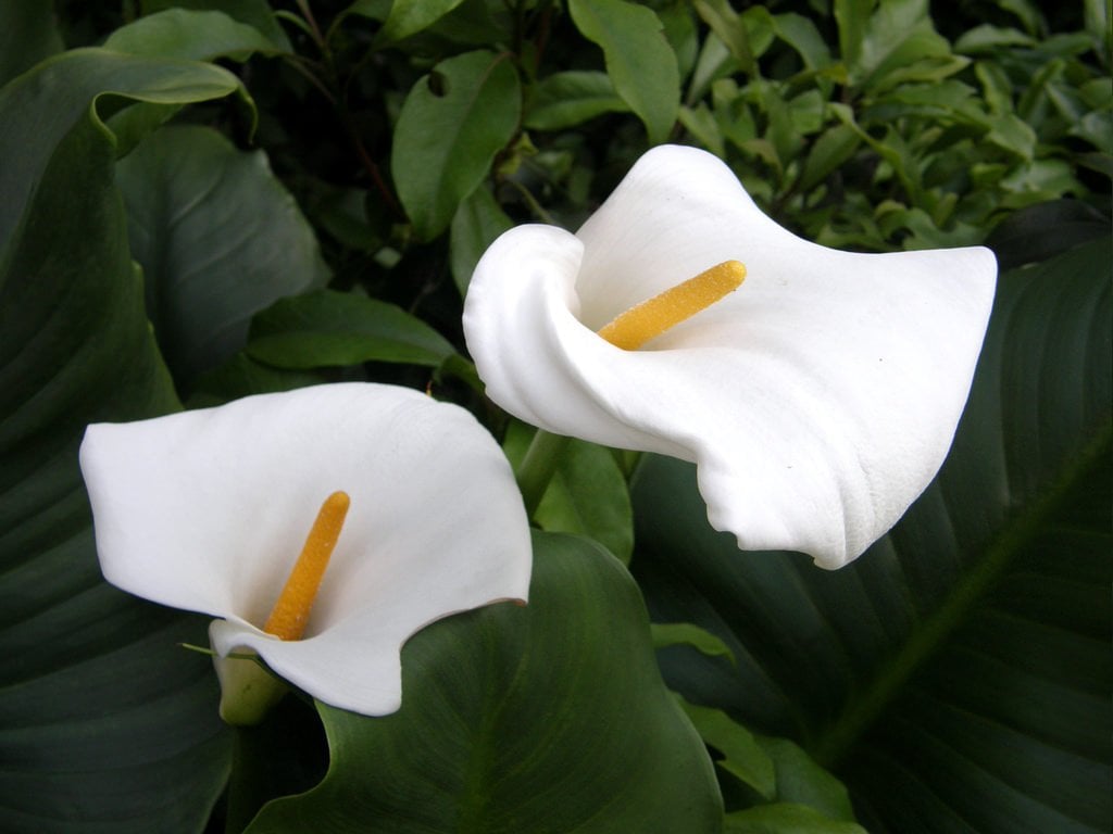 Mô tả ảnh.