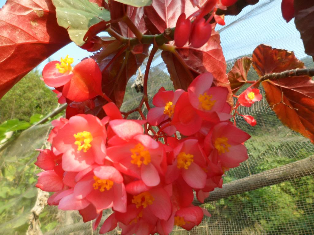 Mô tả ảnh.