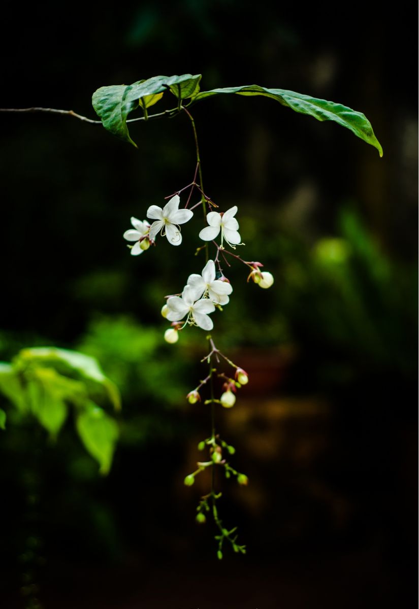 Mô tả ảnh.