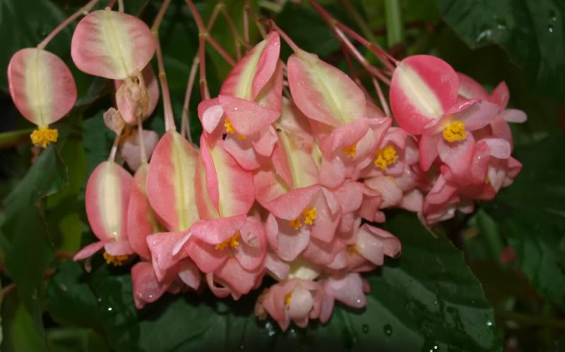 Mô tả ảnh.