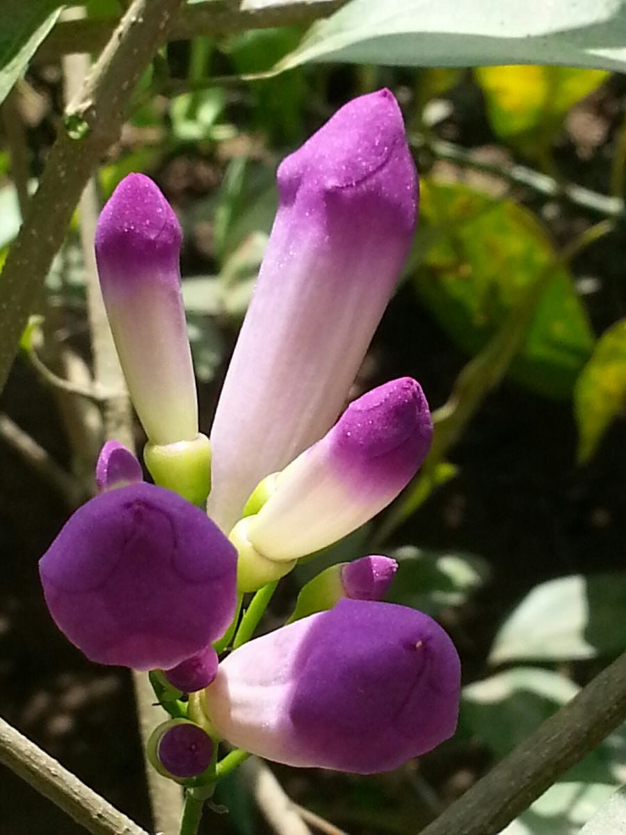Mô tả ảnh.