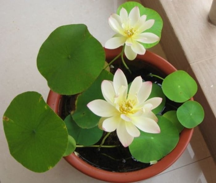 Mô tả ảnh.
