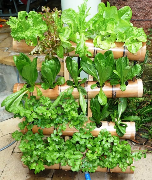 Những vườn rau xanh mơn mởn được trồng trong ống tre và ống nhựa PVC
