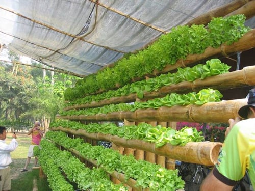 Những vườn rau xanh mơn mởn được trồng trong ống tre và ống nhựa PVC