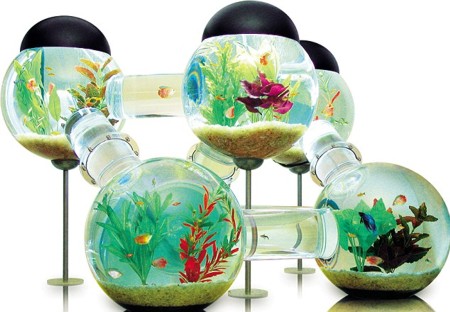Nuôi cá cảnh đem lại nhiều may mắn, tích tụ tài lộc cho nhà