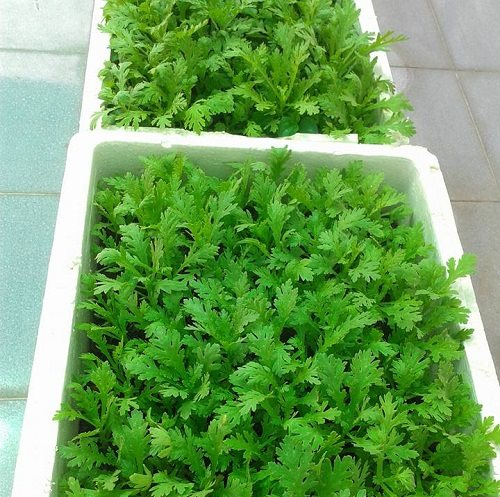 Trồng rau sạch xanh “mơn mởn” trong chậu xốp tại nhà đơn giản