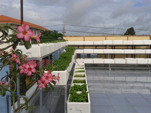 Trồng rau sạch xanh “mơn mởn” trong chậu xốp tại nhà đơn giản