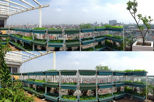 Khu vườn sau 2 tháng tràn ngập rau xanh trên sân thượng ở Hà Nội