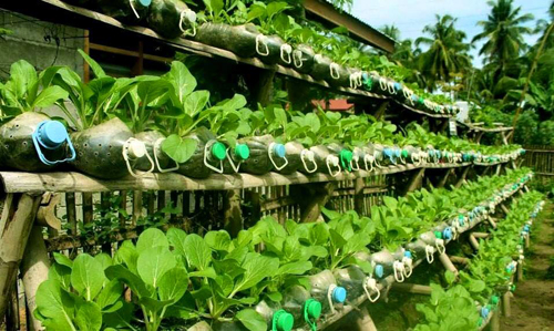 Vườn rau xanh mướt trên sân thượng trồng trong vỏ chai nhựa