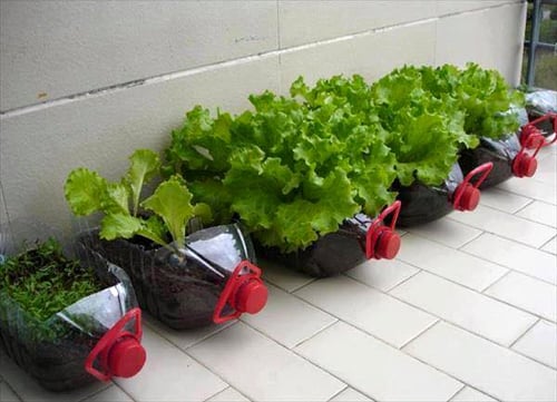 Vườn rau xanh mướt trên sân thượng trồng trong vỏ chai nhựa