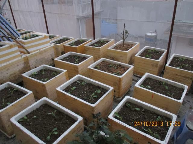 3 loại cây dễ trồng vừa làm gia vị, vừa làm thuốc cho nhà (P.2)